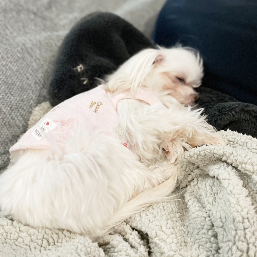 卒業犬イーブイちゃんのファッションショー♪